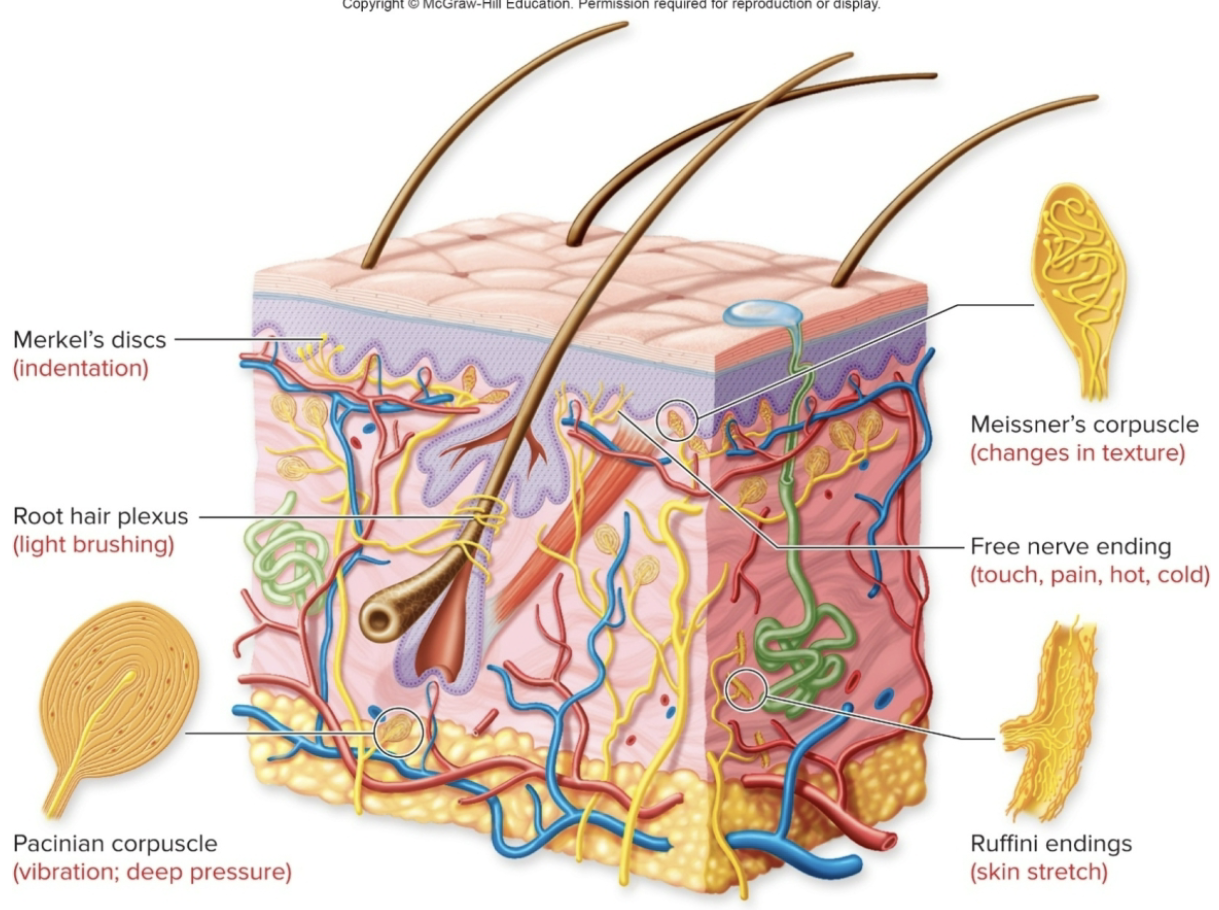 <ol><li><p>Pain, cold, and heat receptors are <strong>naked dendrites</strong> of sensory neurons</p></li></ol><ul><li><p><u>Free nerve endings</u></p></li></ul><ol start="2"><li><p>Touch and pressure receptors have special structures around their dendrites</p></li></ol><ul><li><p><u>Merkel’s disks</u></p></li><li><p><u>Meissner’s corpuscles</u></p></li><li><p><u>Pacinian corpuscles</u></p></li><li><p><u>Ruffini corpuscles</u></p></li></ul><p></p>