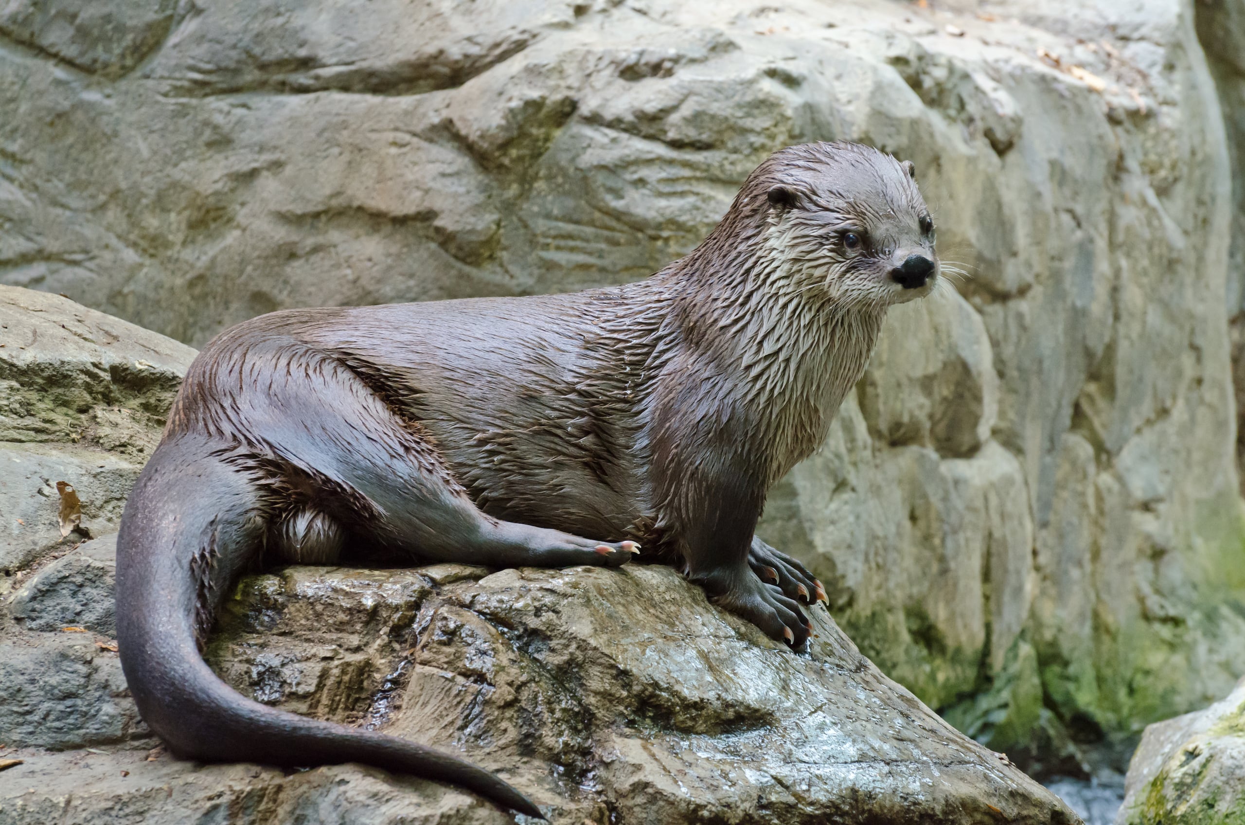 <ul><li><p>north american river otter</p></li><li><p>dense, brown coat</p></li><li><p>aquatic </p></li><li><p>webbed toes</p><p></p></li></ul><p></p>