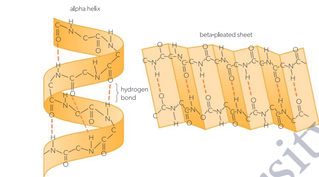 <p>Polypeptides wind into a helical shape with bonds between adjacent turns of the helix</p>