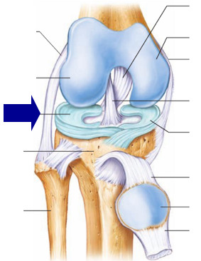on top of the tibia (tibia plateau) between the femur and tibia