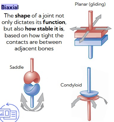 <p>More movement = less stability<br>Less movement = more stability</p><p>uniaxial (moves one direction), biaxial (moves in two directions), multiaxial (moves in many directions) </p>