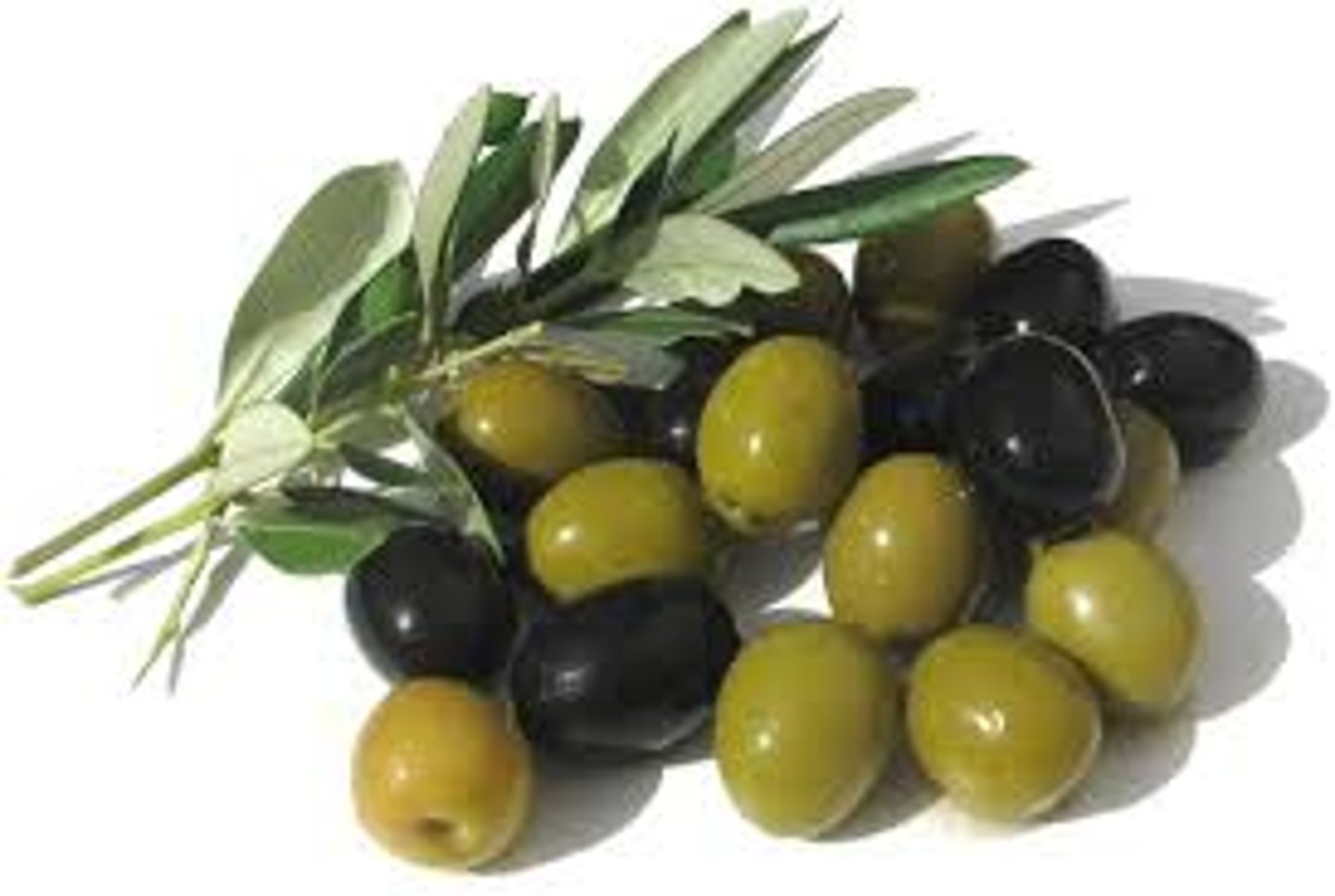 <p>olive</p>