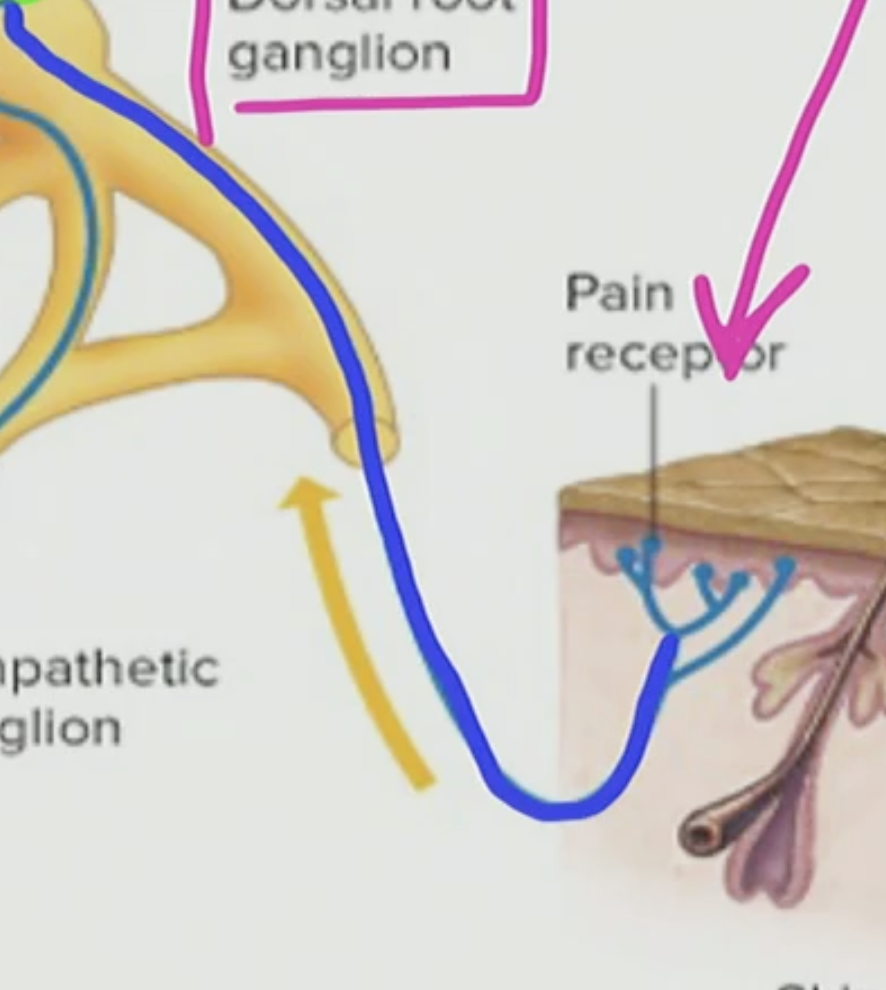 <p>What is this blue thing in the touch receptor?</p>