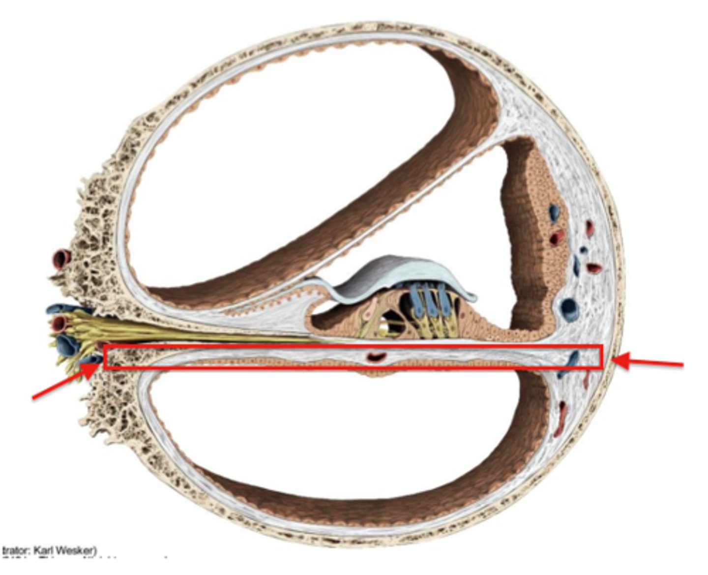 <p>stiff structural element within the cochlea of the inner ear that separates two fluid-filled tubes and serves to frequency-analyze sounds; vibrates in response to sound waves, with different parts of the membrane vibrating at different frequencies</p>