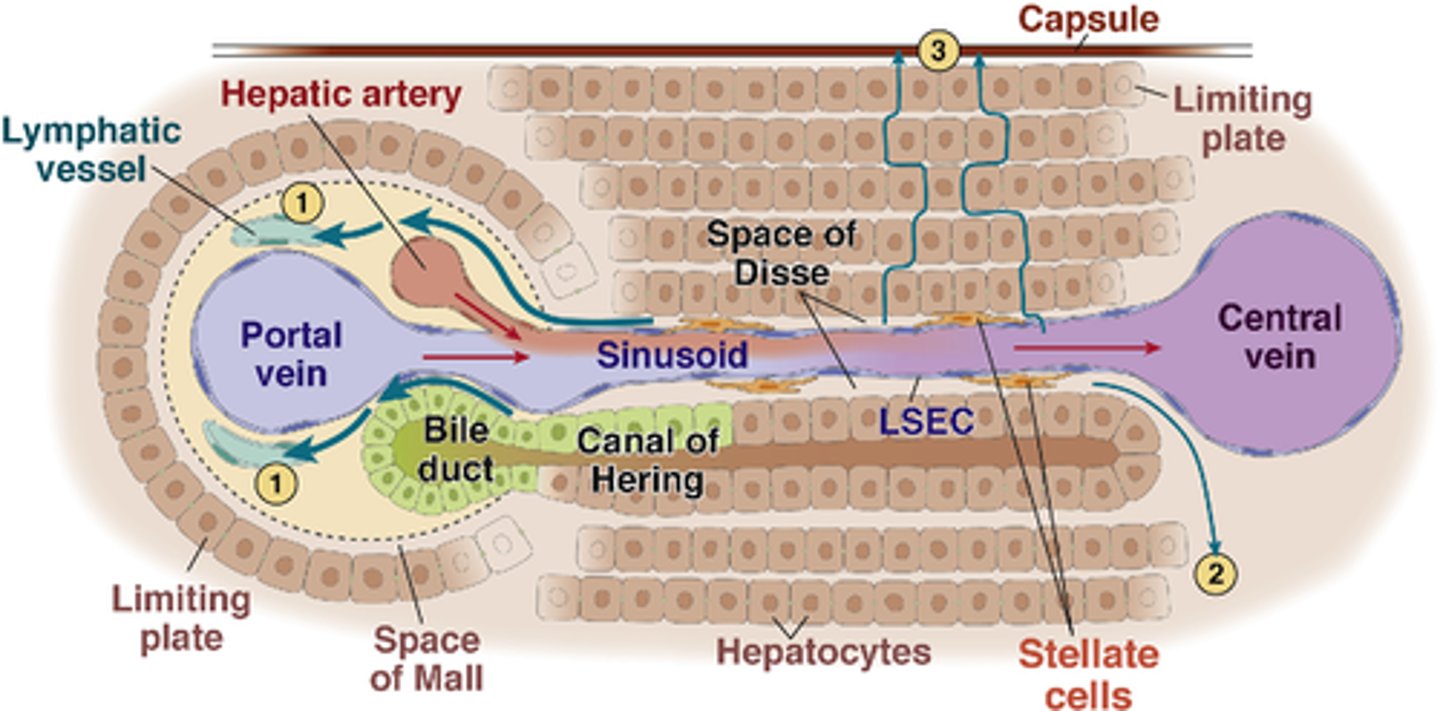 <p>The Space of Moll refers to branches of the lymph vessels located in the portal areas of the liver.</p>