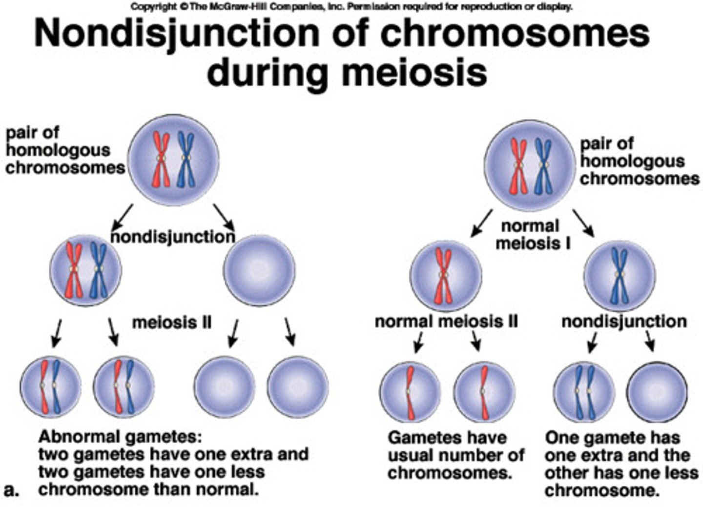 <p>Sister chromatids fail to separate</p><p>meiosis 1 occurs as normal but</p><p>-result in 1 2n and 2 1n</p>