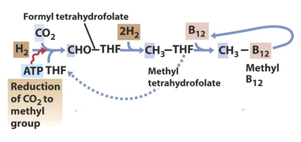 <p><strong>To act as a carrier of one-carbon units in different oxidation states</strong> <span style="color: green;"><strong>(e.g., formyl, methenyl, methylene, and methyl groups).</strong></span></p>