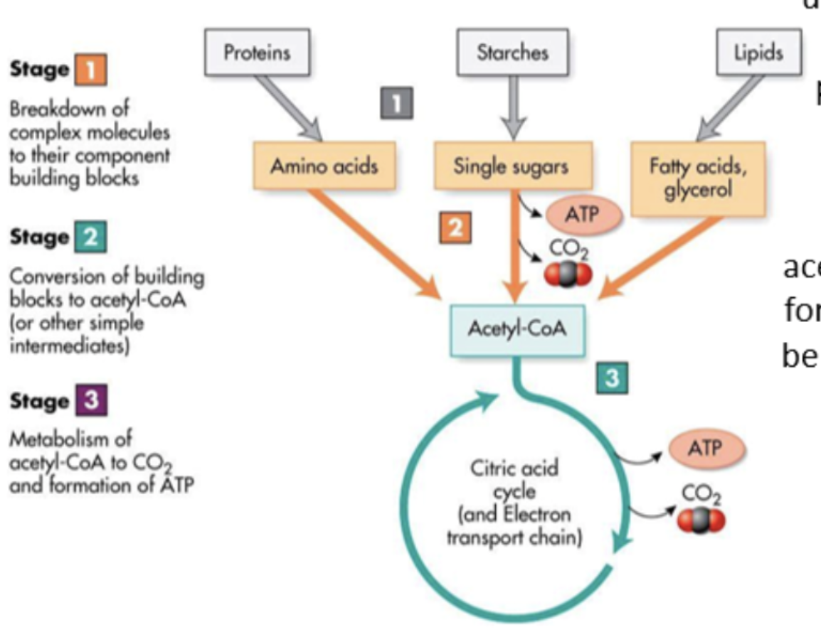 <p>simple sugars (glucose or fructose) can be used straight away in glycolysis and anaerobic respiration</p>