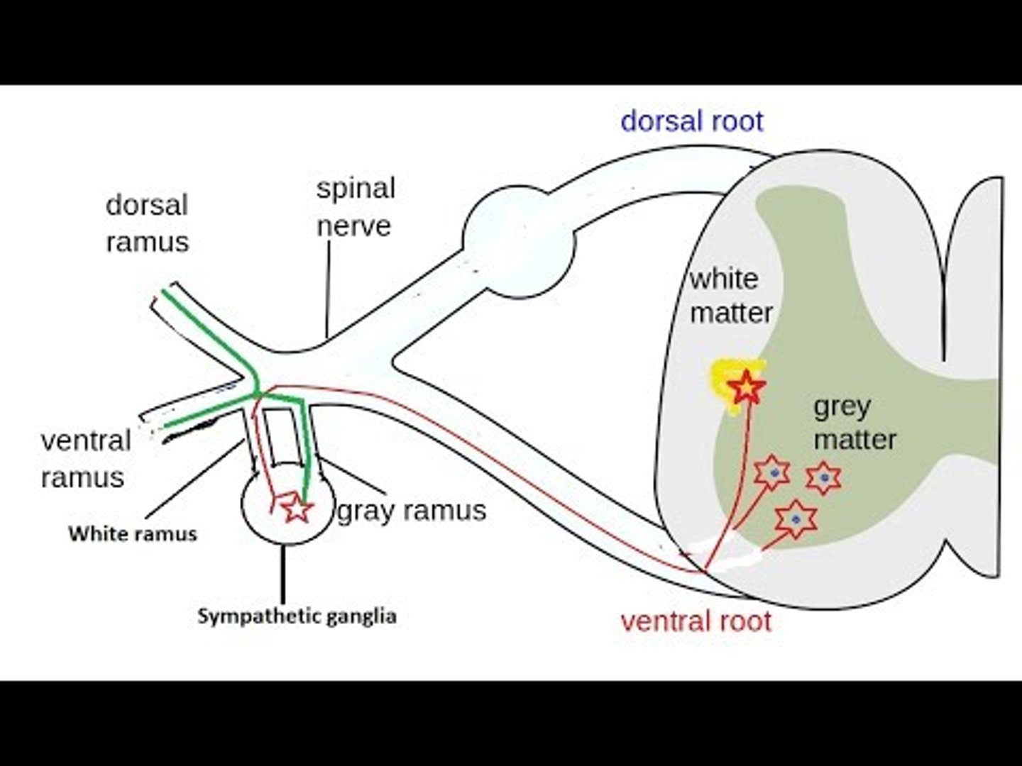 <p>sympathetic chain ganglion, or paravertebral</p>