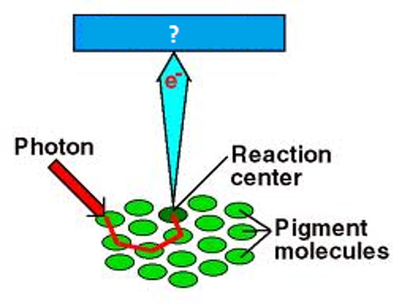 <p>- absorbs energy from the antenna pigments</p><p>--&gt; exciting 2e- --&gt; 2HEe-</p><p>- gets oxidized -&gt; losing the 2 HEe-</p><p>- its 2 HEe- are caught by the primary electron acceptor</p><p>- this redox reaction converts light to chemical energy (energy stored in a bond)</p>