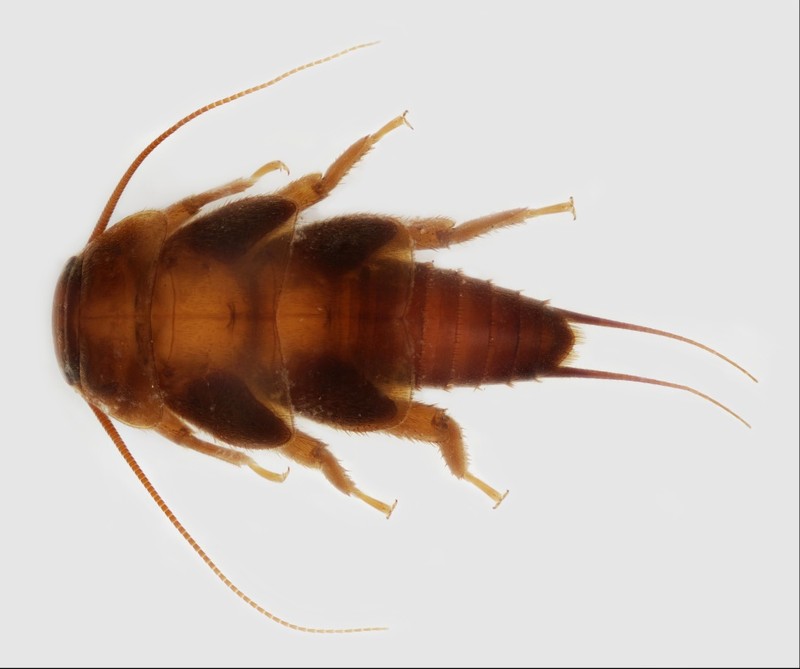 <p>Peltoperlidae</p>