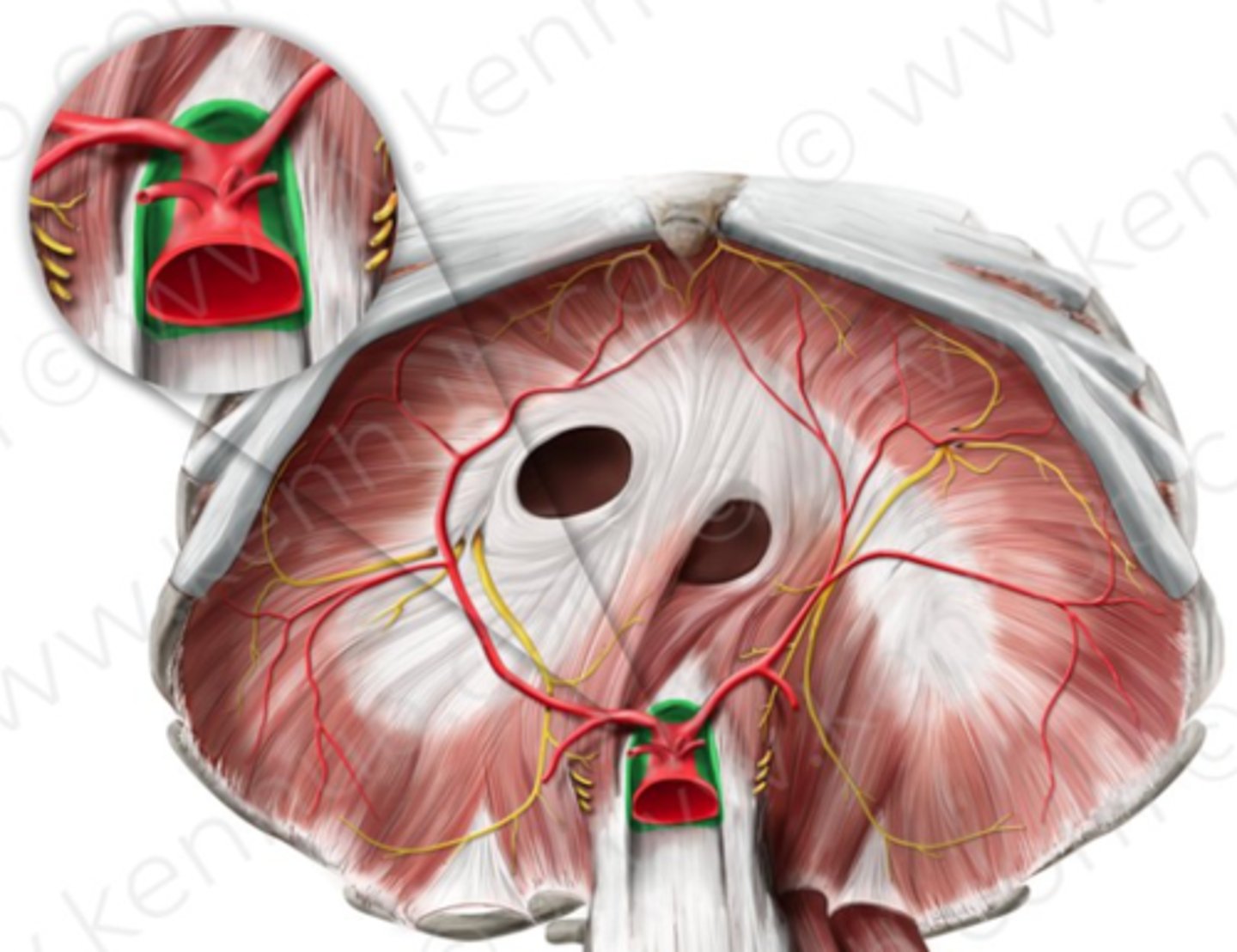 knowt flashcard image