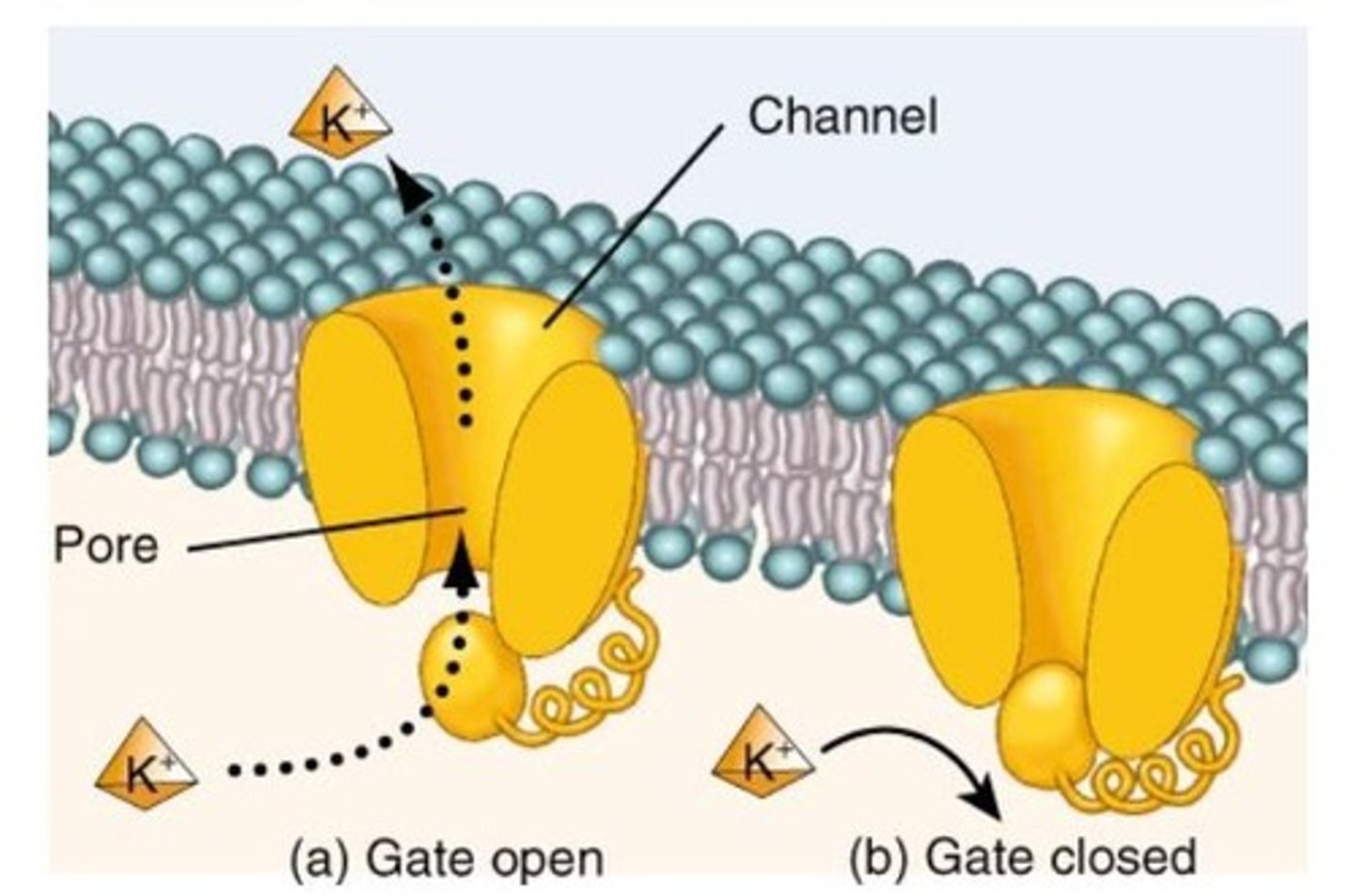 <p>Control of channel pore opening by stimuli.</p>