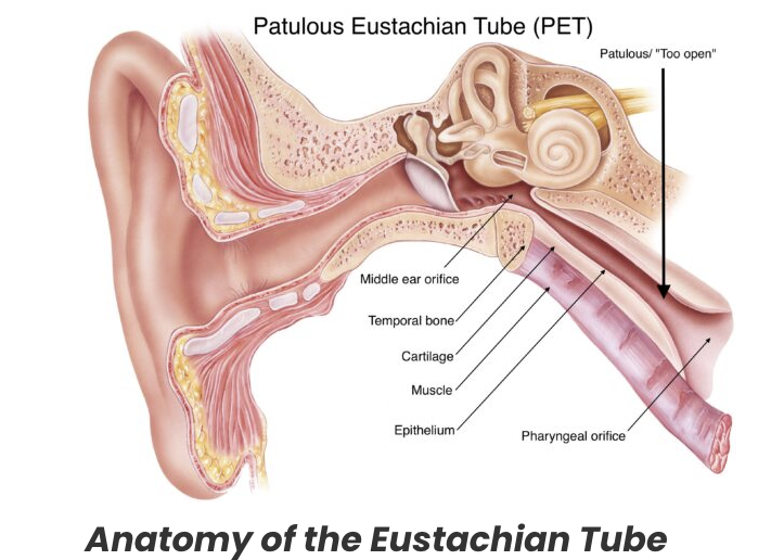 <ul><li><p>space above soft palate</p></li><li><p>Anterior boundary: nasal choncae&nbsp;</p></li><li><p>Lateral wall: orfice of the eustachian tube (see photo)&nbsp;</p></li></ul><p></p>