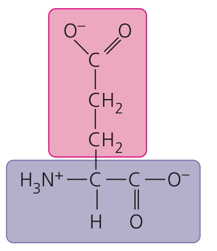 <p>Glutamic acid</p>
