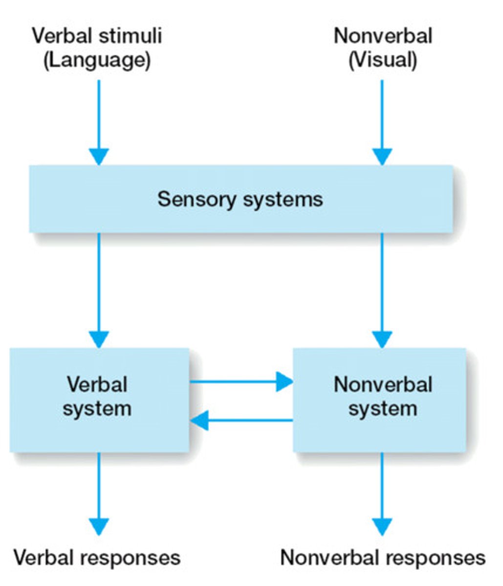 <p>(B) Images and Verbal Associations</p><p>Paivio's Dual-Coding Theory suggests that both verbal association and visual images are used for processing and storing information.</p>