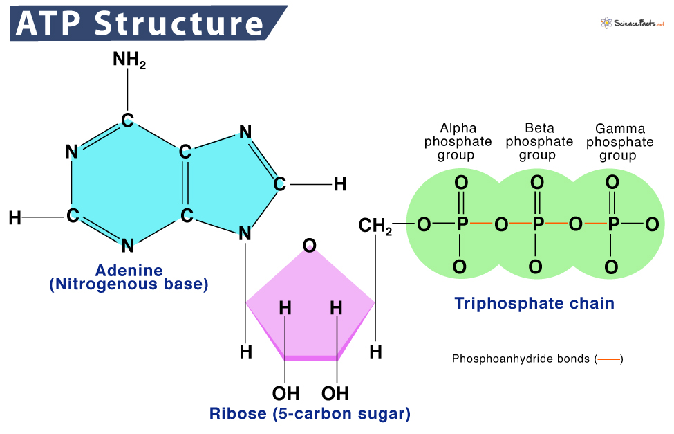 <p>ATP (Adenosine triphosphate) is a nucleotide made of adenine, ribose, and 3 phosphates. </p><p>The adenine (nitrogenous base) is bonded to the ribose sugar. The 3 phosphates are connected by high-energy bonds to the ribose sugar as well. The bonds in the last 2 phosphates are unstable because their negative properties make them repel. </p>