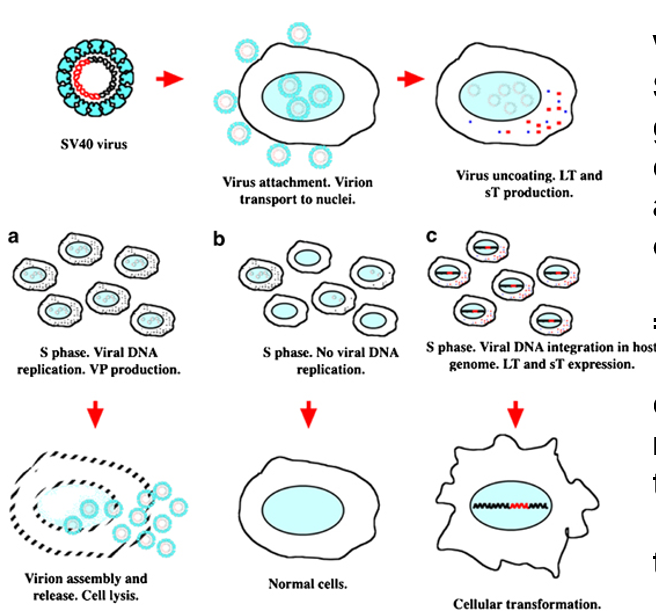 <p>viral protein SV40T antigen integrating in the gene can lead to indefinite number of cell doublings = transformation</p><p>Must be transformed to grow forever</p><p>Tumorigenic</p>