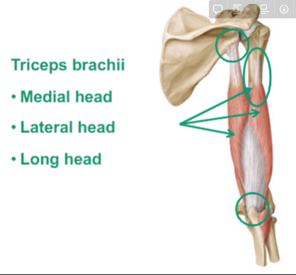 <ul><li><p>Medial head</p><ul><li><p>attaches to the humerus</p></li></ul></li><li><p>Lateral head</p><ul><li><p>attahces to the humerus</p></li></ul></li><li><p>Long head</p><ul><li><p>Attaches to the scapula</p></li></ul></li><li><p>goes down to the ulna called the</p><ul><li><p>does elbow extension and shoulder extension</p></li></ul></li></ul>