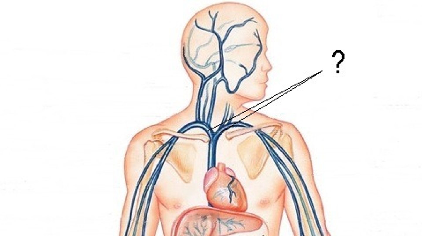 <p>veins formed by the union of the internal jugular and subclavian veins</p>