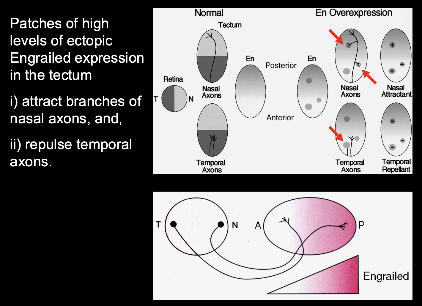 <ul><li><p>Gradient expression of <strong>Engrailed</strong> (En)  (works as a transciption factor)</p><ul><li><p>high En→ <strong>posterior </strong>tectum</p></li><li><p>low En→ <strong>anterior</strong> tectum</p></li></ul></li></ul><p></p>