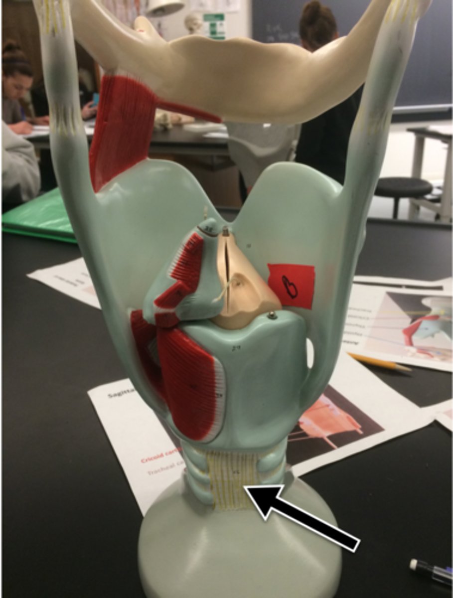 <p>Consists of smooth muscle fibers that connect posterior parts of cartilage rings</p><p>Contracts during coughing to expel mucus</p>