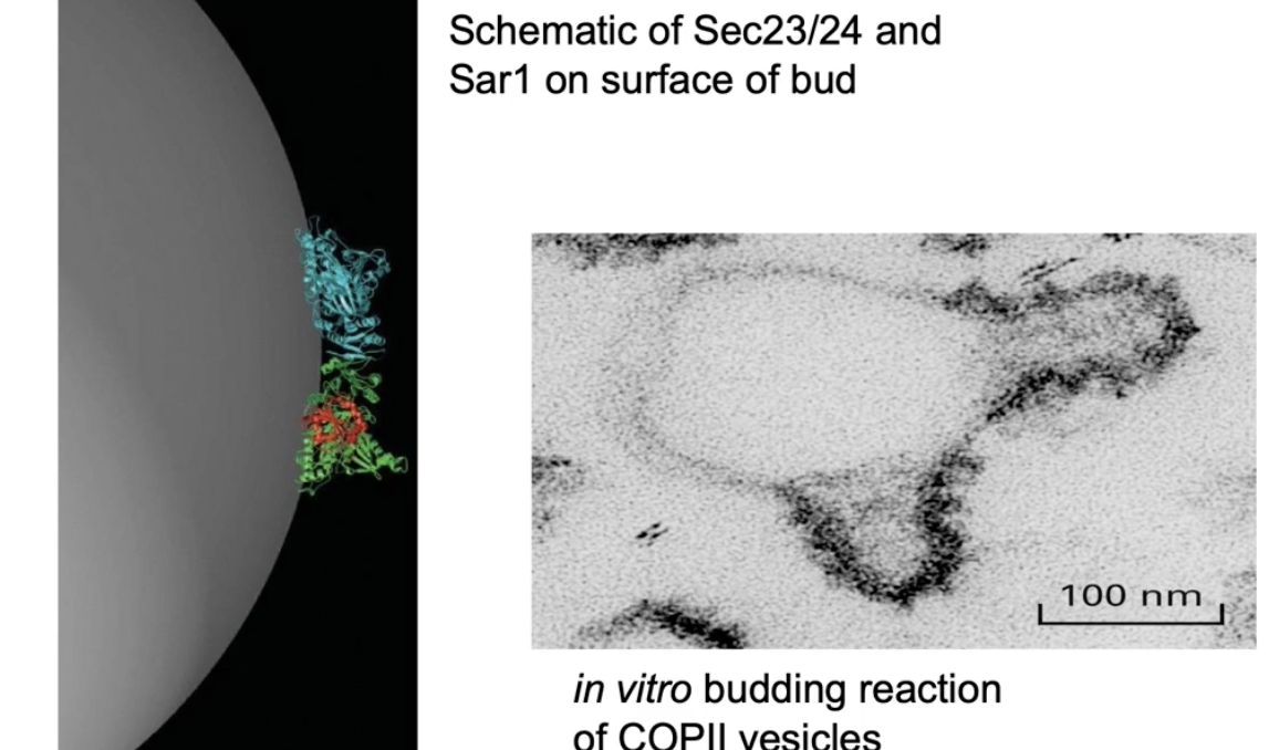 <ul><li><p>Sec23 and Sec24 form a curved dimer</p></li><li><p>Sar1-GTP anchors into the ER membrane</p></li><li><p>Binding of Sec23/24 to membrane-bound Sar1 forces membrane curvature</p></li><li><p>Curved membrane leads to vesicle budding</p></li><li><p>Seen in lab using ER membrane micelles + COPII proteins + Sar1-GTP</p></li><li><p>Budding only happens where COPII coat proteins are present (confirmed via immuno-TEM)</p></li></ul><p></p>