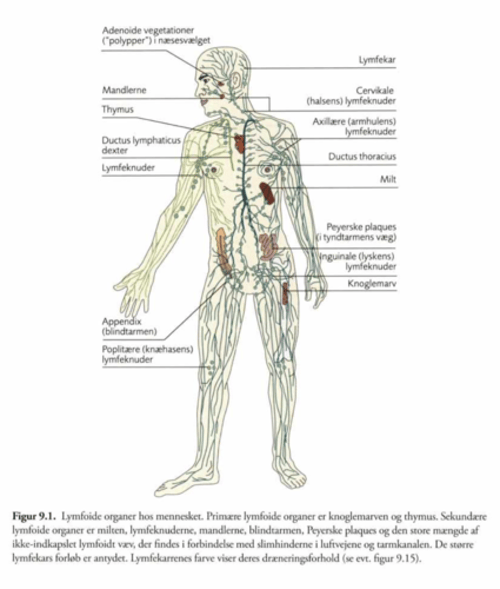 <p>Knoglemarven</p><p>Thymus</p>
