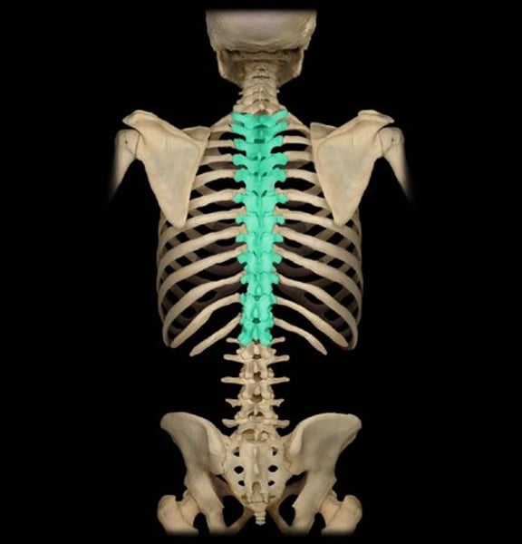 <p>connect to the ribs</p><p>often have large dorsal spines</p>