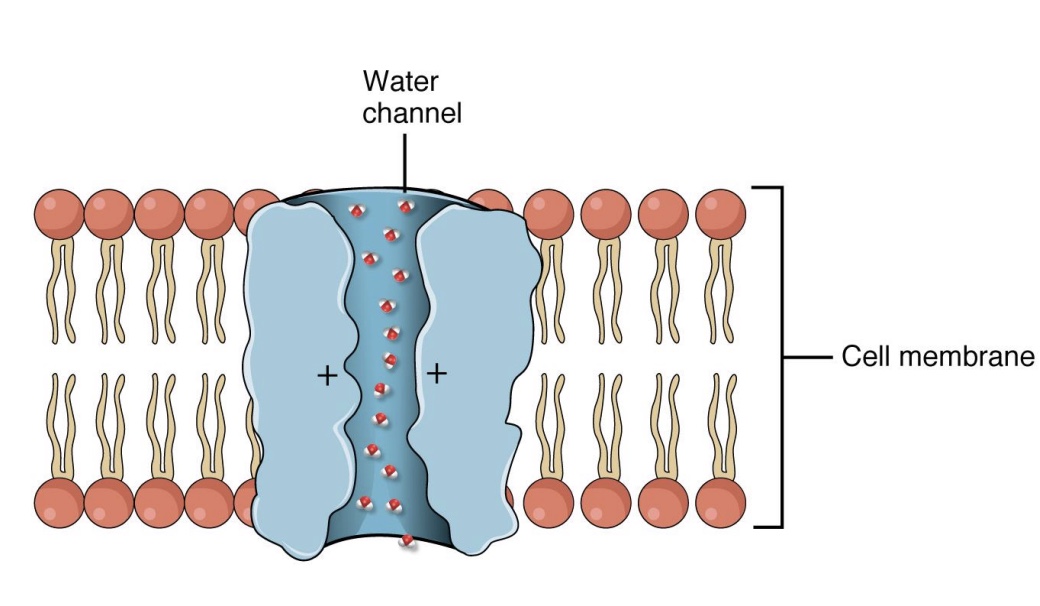 <p>-Movement of water into and out of cells</p><p>-Special channels called <strong>aquaporins</strong></p><p>-Like any other substance, water moves down concentration gradient (high water conc → low water conc)</p><p>*special case of diffusion; some water can go across, but usually needs an aquaporin</p>