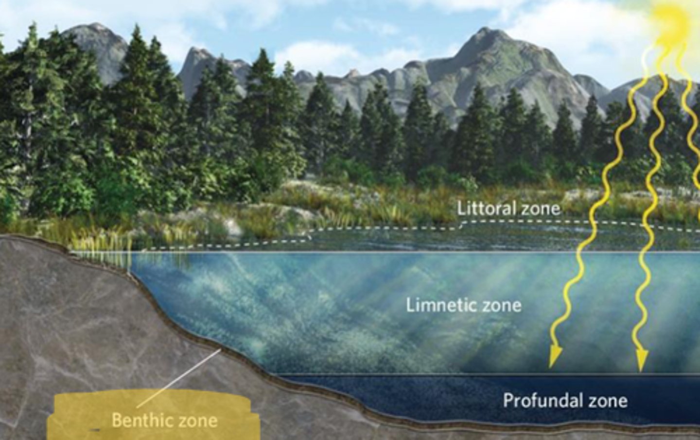 <p>the area consisting of the sediments at the bottoms of lakes, ponds, and oceans</p>