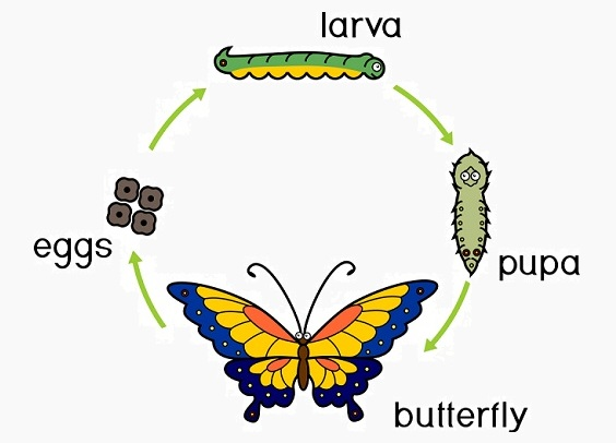 <p>The type of insect development that includes egg, larva, pupal, and adult stages, which differ greatly in morphology</p>