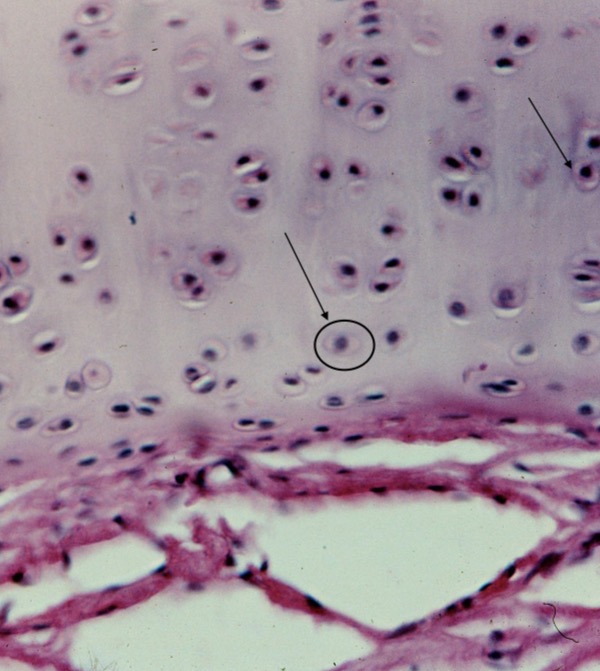 <p>condrocitos </p>