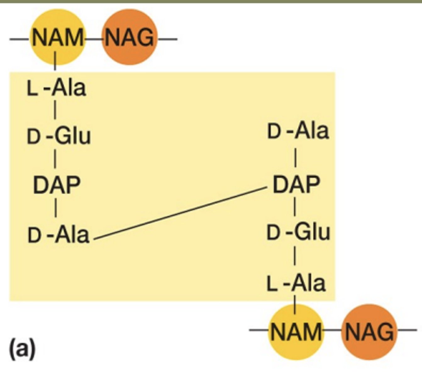 <p>connections between peptide chains attached to sugar backbones in the bacterial cell wall.</p>