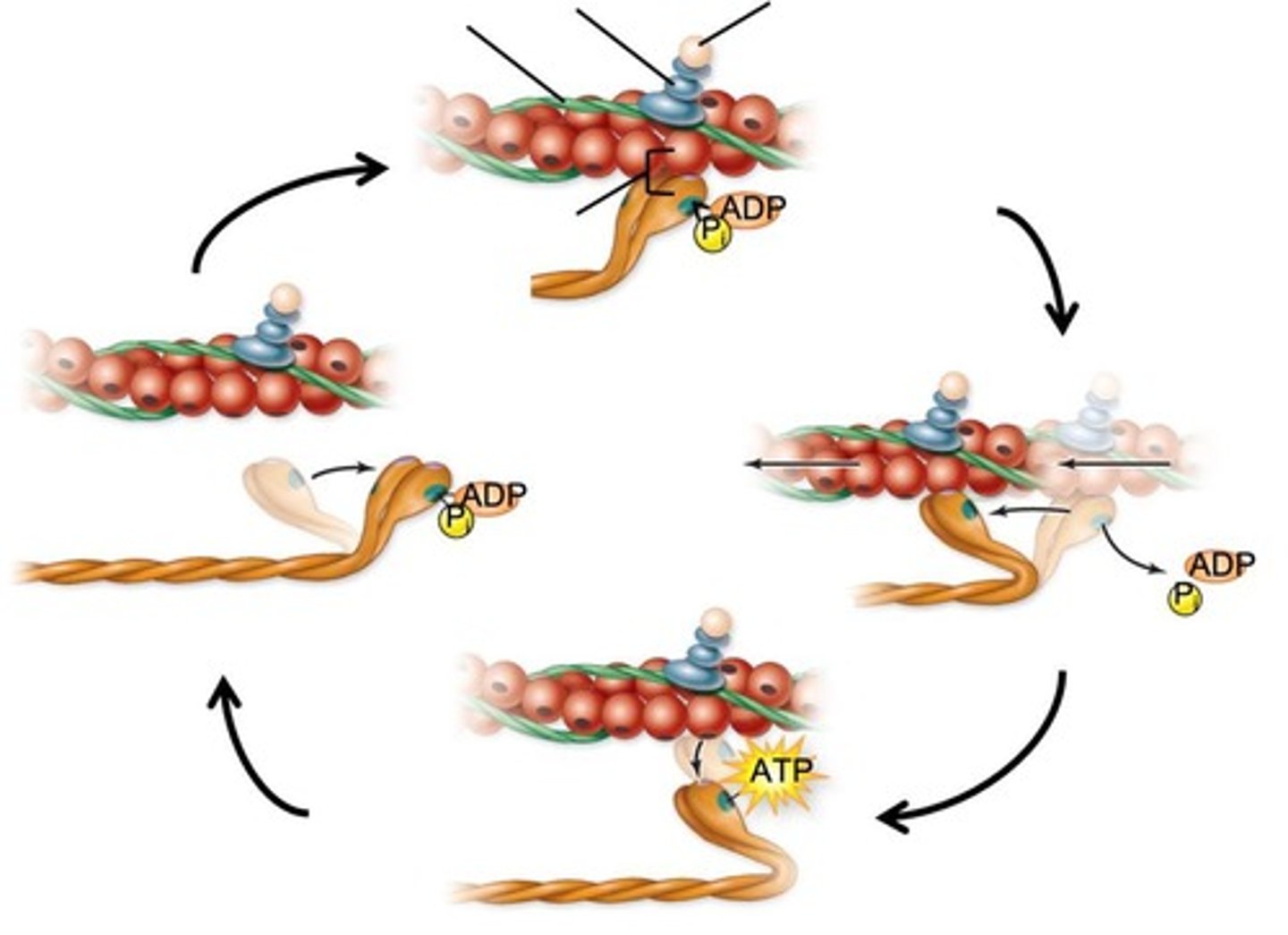 <p>The third phase of muscle contraction associated with the sarcolemma and T-tubules.</p>