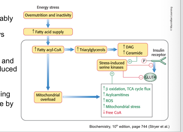 <p>can disrupt signal-transduction pathways leading to insulin resistance</p><ul><li><p>excess fat accumulation in peripheral tissues, most notably <u>muscles</u>, can disrupt some signal-transduction pathways and inappropriately activate others</p></li><li><p>in particular, <u>diacylglycerols and ceramide</u> activate stress-induced pathways that interfere with insulin signaling </p><ul><li><p><strong>decrease</strong> insulin signaling</p></li><li><p><strong>decrease</strong> glucose uptake by transporter <u>GLUT4</u></p></li></ul></li><li><p>results in <strong>tissue insulin resistance</strong></p></li></ul><p></p>