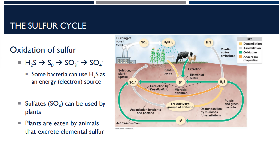 <p>Describe the purpose of the sulfur cycle. </p>