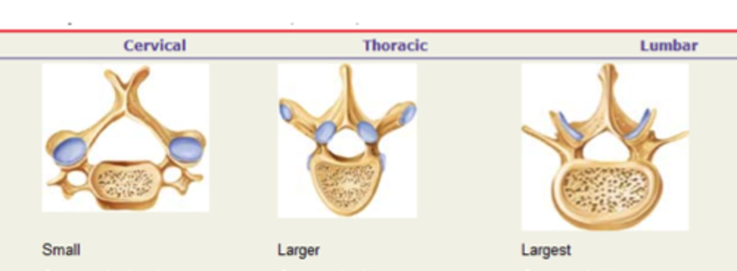<p>Cervical: transverse foramina; Thoracic: costal facets; Lumbar: large body</p>