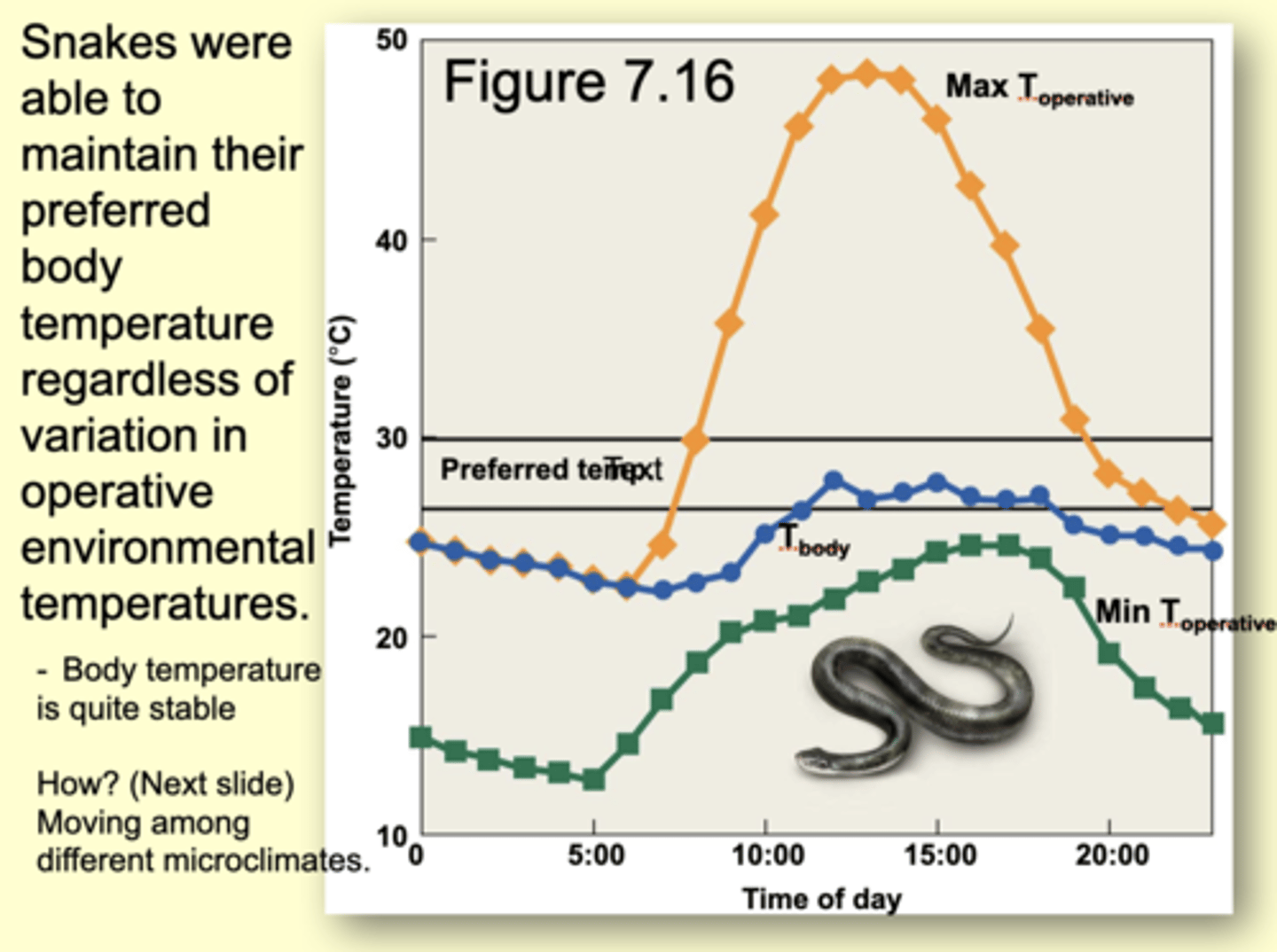<p>- Body temperature is quite stable (follows pattern)</p><p>How? --Moving among different microclimates</p>