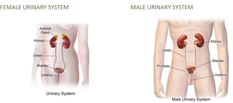 Female vs Male Urinary System 