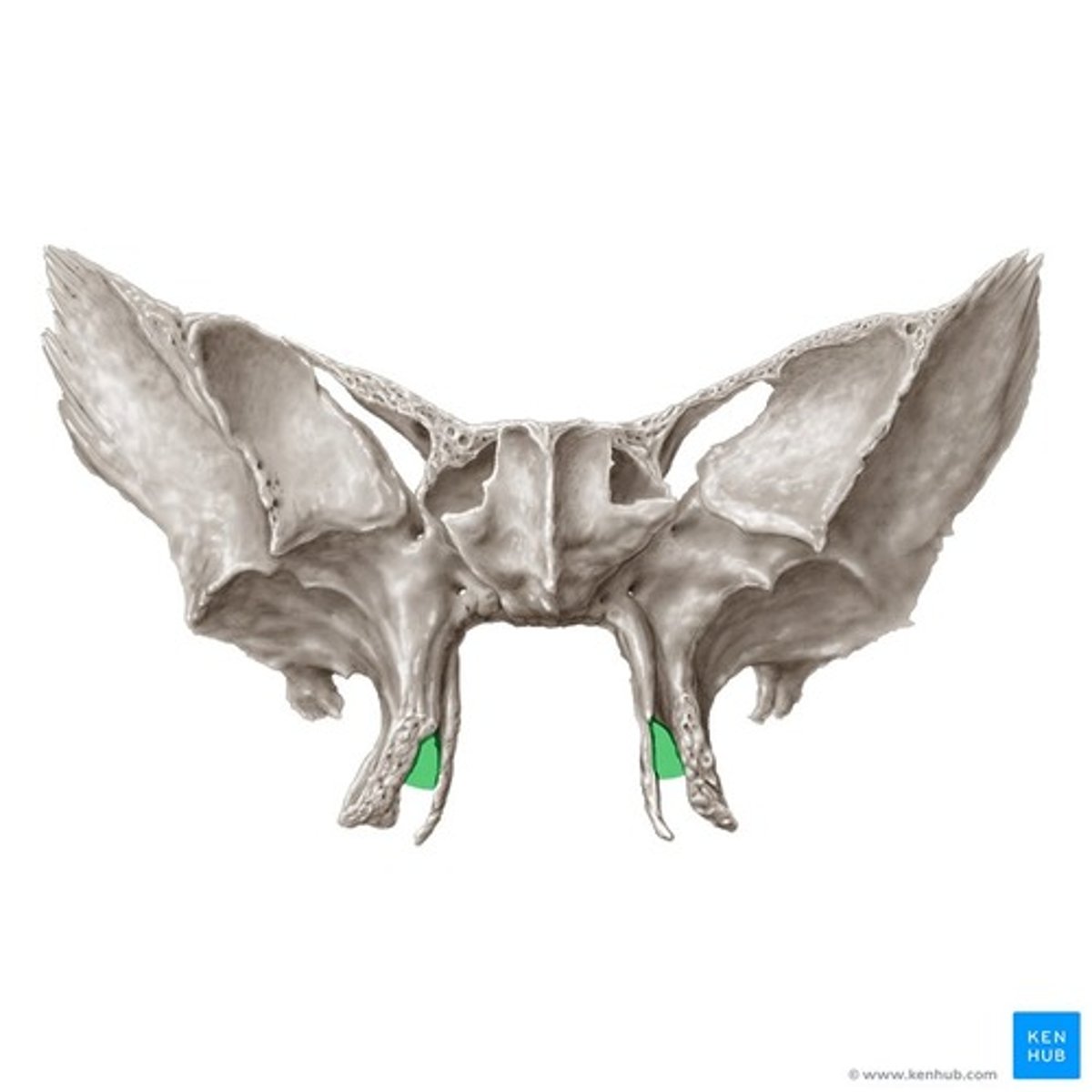 knowt flashcard image
