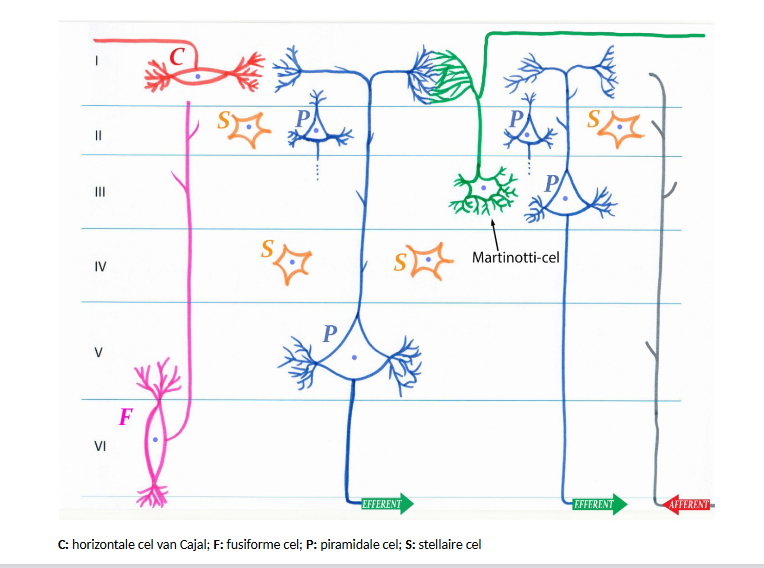 <p>(dikte van neocortex: van 4,5mm tot 1,5mm)</p><p>I. moleculaire laag (lamina molecularis of plexiformis)</p><p>II. buitenste granulaire laag (lamina granularis externa)</p><p>III. buitenste piramidale laag (lamina pyramidalis externa)</p><p>IV. binnenste granulaire laag (lamina granularis interna)</p><p>V. binnenste piramidale laag (lamina pyramidalis interna)</p><p>VI. multiforme of polymorfe laag (lamina multiformis)</p><p>→ lagen niet scherp van elkaar afgelijnd</p><p>→ in alle lagen ook gliacellen</p>