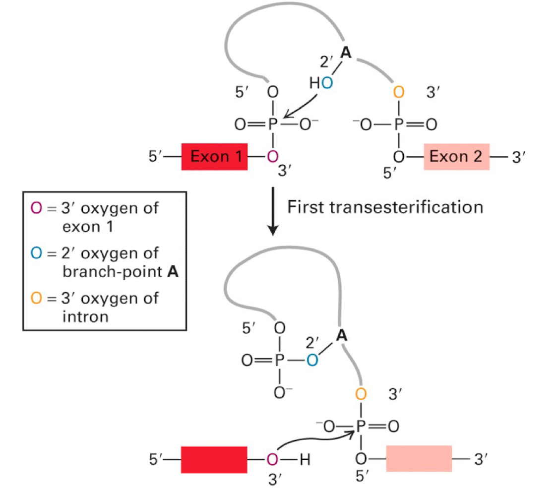 <ul><li><p>2’-5’ linkage forms a loop of intron</p></li><li><p>occurs from A attacking 5’ phosphate of the intron to be removed</p></li></ul><p></p>