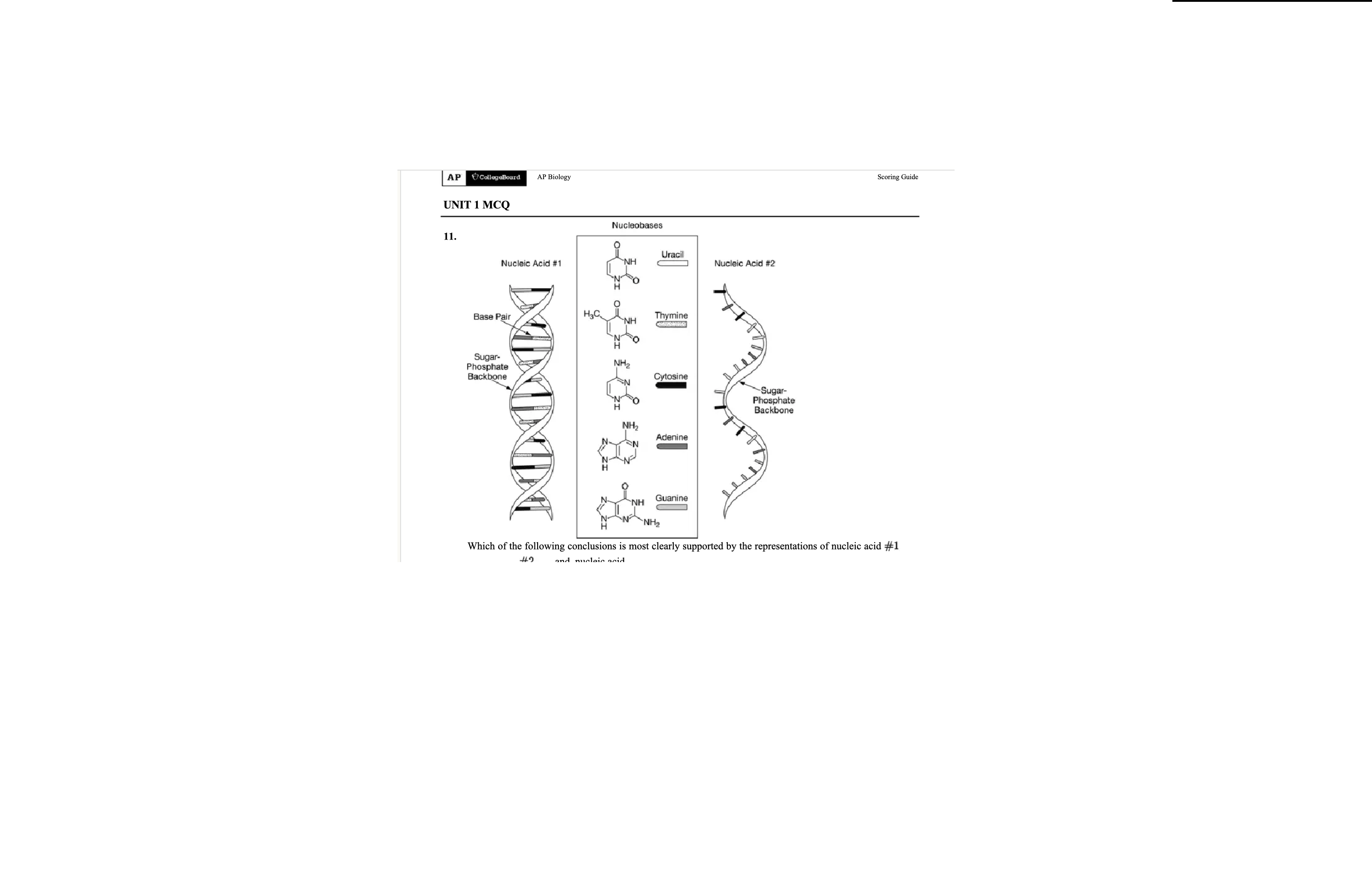<p>Which of the following conclusions is most clearly supported by the representation of nucleic acids</p>
