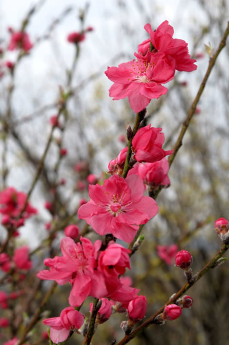 <p>(n.phr): hoa đào</p>