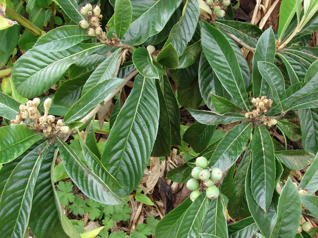 Japanese loquat