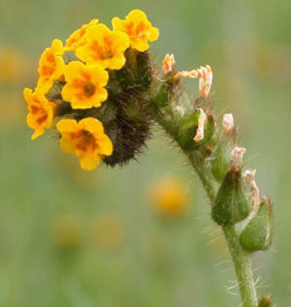 <p>Boraginaceae. fiddleneck</p>