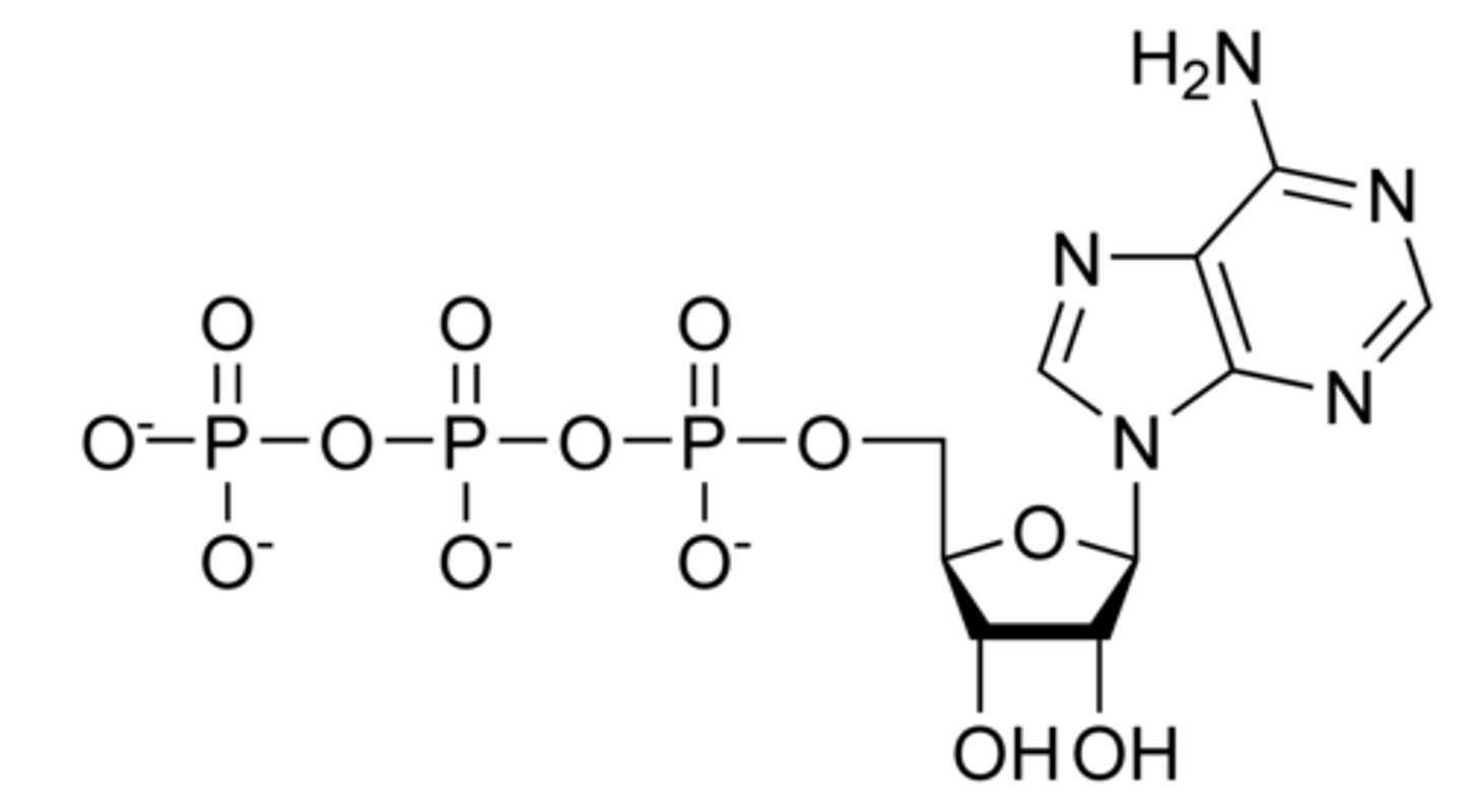 <p>adenosine</p>