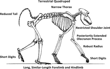 <p>a (terrestrial) quadruped has a ____ bicipital groove</p>