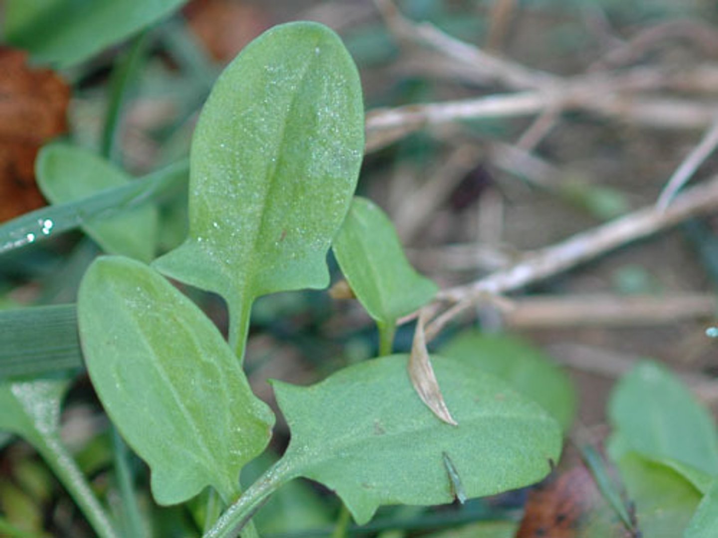<p>Rumex acetosella</p>